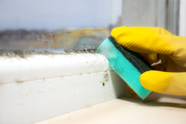 Best Mold Remediation Experts  in Lynwood, IL